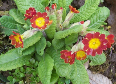 100_6177 Primel orangerot.jpg