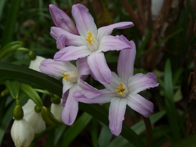 Scilla forbesii Pink Giant_Ga_P3272114.JPG