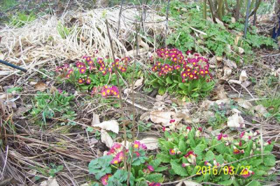 100_6182 Primels.jpg