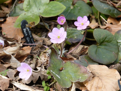 2016-03-27 Hepatica 'Rosa Elite'.jpg