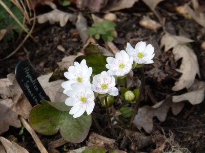 2016-03-27 Hepatica 'Sanssouci'.jpg