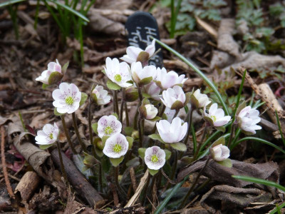 2016-03-27 Hepatica 'Typ Sanssouci'.jpg