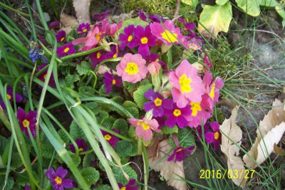 100_6183 Kissenprimel und rosa Stengelprimel.jpg