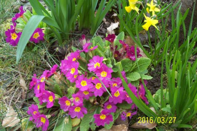 100_6184 Stengelprimel unter Sauerkirsch.jpg
