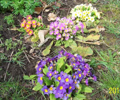 100_6188 Primel unterm Pfirsich.jpg
