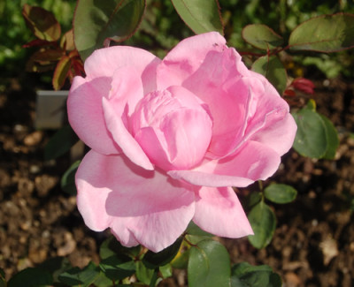 Mme_Caroline_Testout_0163_93.jpg