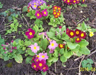 100_6195 Primelmix.jpg