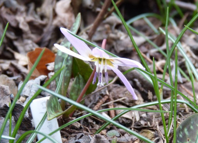 2016-03-27 Erythronium dens-canis.jpg