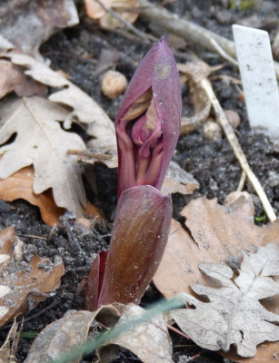 2016-03-27 Paeonia obovata.jpg