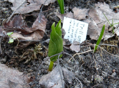 2016-03-27 Trillium flexipes.jpg