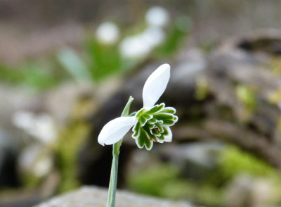 2016-03-27 Galanthus 'Hippolyta'.jpg