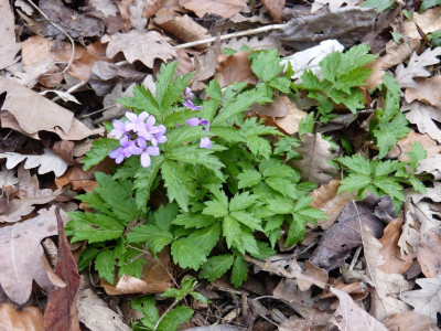 2016-03-27 Cardamine quinquefolia 1.jpg