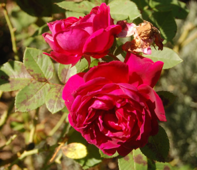 Alfred_Colomb_0124_88.jpg