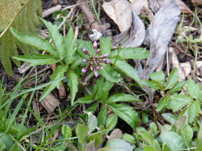 2016-03-27 Cardamine quinquefolia 3.jpg
