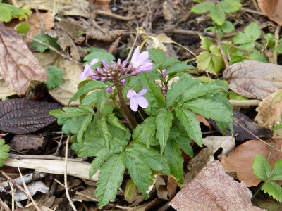 2016-03-27 Cardamine quinquefolia 2.jpg