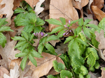 2016-03-27 Cardamine quinquefolia 4.jpg