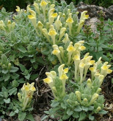 06200018_eScutellaria_orientalis_var_pinnatifida.JPG