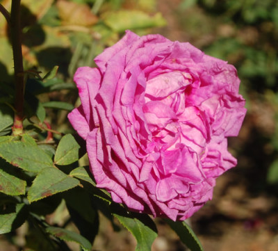 La_Reine_0081_88.jpg