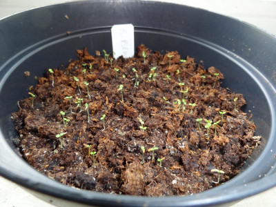 Rhododendron pseudochrysanthum Germination March 2016.JPG