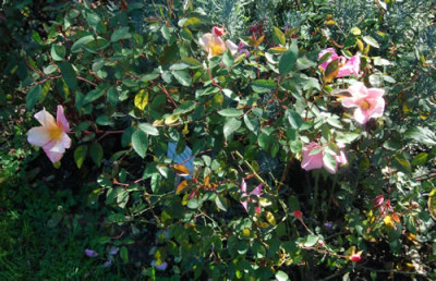 Mutabilis_0070_76.jpg