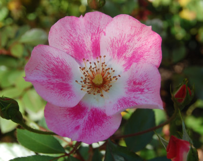 Candy_Rose_0085_91.jpg