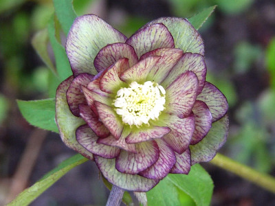 h.jade tiger.jpg