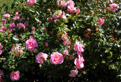 Sommermorgen_0109_78.jpg