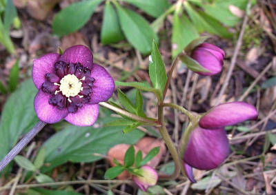 h.DIE anemone.jpg
