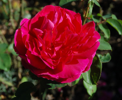 Othello_0099_92.jpg