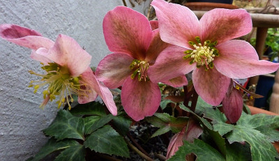 h.ericsmithii ruby glow.jpg