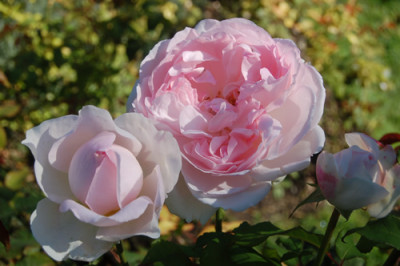 Sharifa_Asma_0102_95.jpg