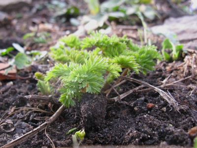 Dicentra King of Hearts (Kopie).jpg