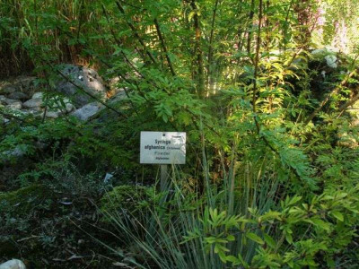 syringa_afghanica_1_2006-09-10.jpg