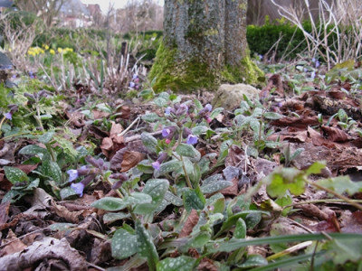 Pulmonaria Eschenahorn (Kopie).jpg
