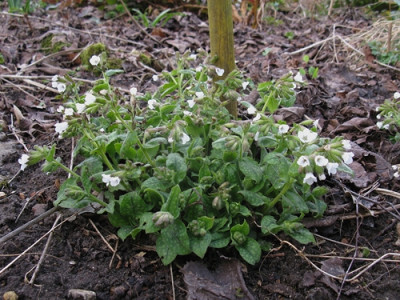 Pulmonaria Hollunder (Kopie).jpg