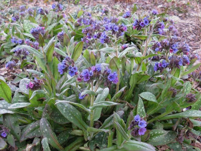 Pulmonaria Gewächshaus (Kopie).jpg