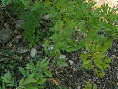syringa_afghanica_2_2006-09-10.jpg