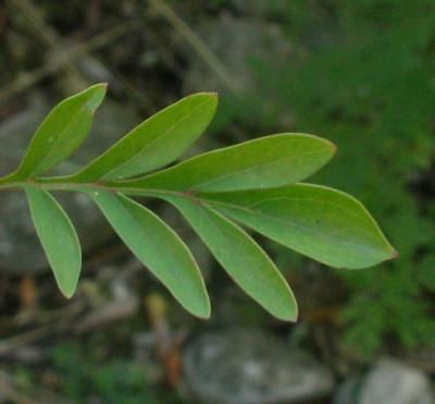 syringa_afghanica_3_2006-09-10.jpg