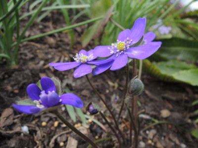 DSCN9736_1300.JPG