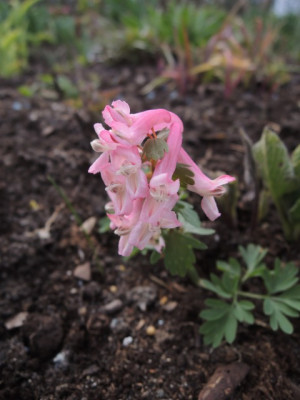 DSCN9762_1305.JPG