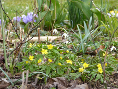 2016-03-27 Anemone ranunculoides 'Avon'.jpg