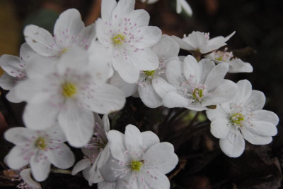 märz 068.jpg