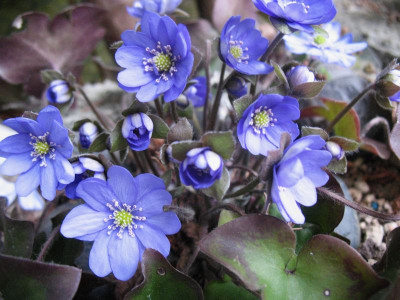 'Tausendschön' ...   28.3.16 012.jpg