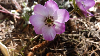 Hepatica Rötgerbüttler Röschen 28.3.2016.jpg