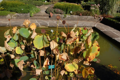 Amerikanische_Lotosblume_Nelumbo_lutea_0025_76.jpg