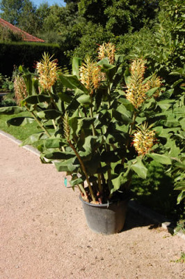 Hedychium_gardnerianum_0194_73.jpg