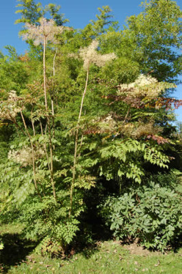 Straucharalie_Aralia_elata_0063_57.jpg