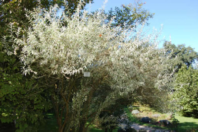 Schmetterlingsstrauch_Buddleia_alternifolia_Argentea_0066_66.jpg