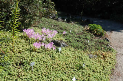 Herbstzeitlose_Colchicum_bornmuelleri_0184_60.jpg