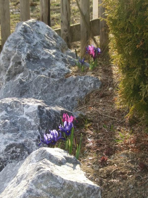 Iris_reticulata_Aldi.JPG
